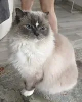 Katze in Samarate verloren