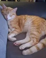 URGÊNCIA: Gato perdido(a) em Le Champ-Saint-Père