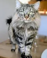 Cat lost in Ruffieux