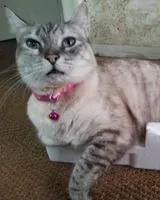 Gato perdido(a) en Caldas Da Rainha