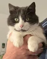 URGENCIA: Gato perdido(a) en Carbonne