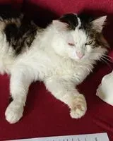 Katze in Treize Septiers verloren