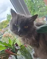 Cat found in Worcestershire