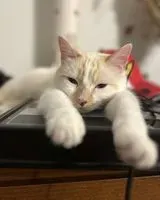 URGÊNCIA: Gato perdido(a) em Montpellier