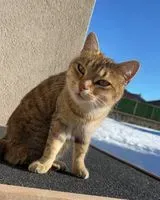 URGENCIA: Gato perdido(a) en Saint-Michel-Chef-Chef