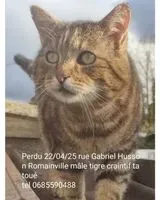 URGENCE : Chat perdu(e) à Épône