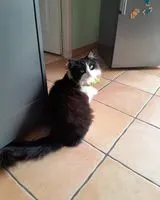 URGÊNCIA: Gato perdido(a) em Saint-Aignan-Grandlieu