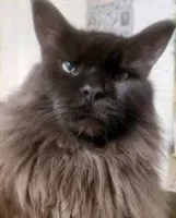 URGENCIA: Gato perdido(a) en Sainte-Lheurine