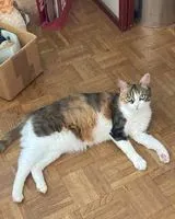 EMERGENCY: Cat lost in Mantes-la-Jolie