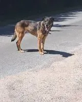 EMERGENCY: Dog seen in Saint-Denis-de-Pile