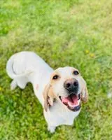 NOTFALL: Hund in Épinouze verloren