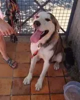 Dog found in Saint-Hilaire-de-Clisson