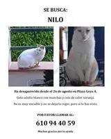 Cat lost in Cerdanyola Del Valles