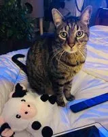 Katze in Saint Quentin Sur Le Homme verloren