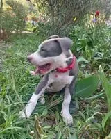 Hund in San Juan De Lurigancho verloren