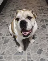 URGENZA: Cane trovato(a) a Parroquia Guatire