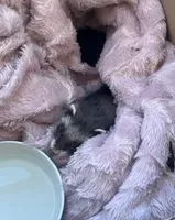 URGENCE : Rongeur trouvé(e) à Paris