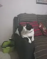 Katze in Caselle Torinese verloren