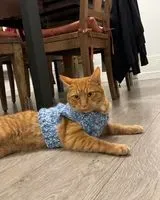 URGÊNCIA: Gato perdido(a) em Chavannes-sur-Reyssouze