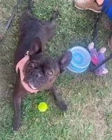 Cão perdido(a) em Saint Gilles