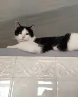 URGÊNCIA: Gato perdido(a) em Paris