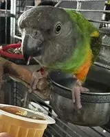 Bird lost in San Felice del Benaco