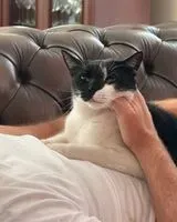 Cat lost in Alcobendas