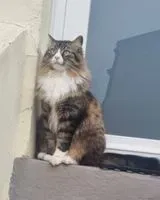 URGENZA: Gatto smarrito(a) a Le Havre