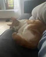 EMERGENCY: Cat lost in Unknown location