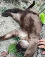 Cat lost in Senigallia