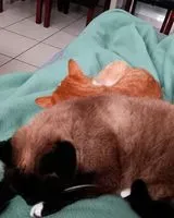 URGÊNCIA: Gato perdido(a) em Port au Loup