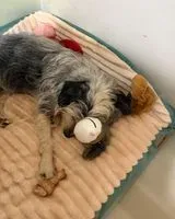 URGENZA: Cane smarrito(a) a Maringa