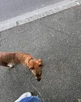 Chien perdu(e) à Saint Cloud