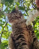 URGENCIA: Gato perdido(a) en Le Plantay