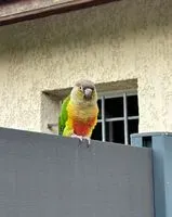 Bird found in Ternay