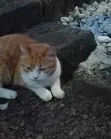 EMERGENCY: Cat seen in Levate