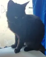 Cat lost in Saint-Nazaire