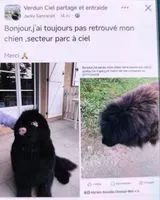 Cane smarrito(a) a Verdun Ciel