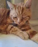 Gato encontrado(a) em Marzano