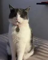 EMERGENCY: Cat lost in Unknown location