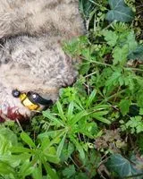 URGÊNCIA: Gato encontrado(a) em Le Boupère