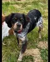 EMERGENCY: Dog lost in Saint-Denis-de-Pile