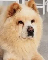 URGENZA: Cane smarrito(a) a Santo Tirso