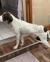 URGÊNCIA: Cão encontrado(a) em Port-Bail-sur-Mer