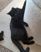URGENZA: Gatto smarrito(a) a Kent