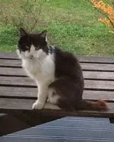 NOTFALL: Katze in Lalande-de-Pomerol verloren