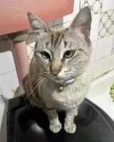 Cat lost in Maia