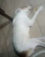 Dog found in Mesquita