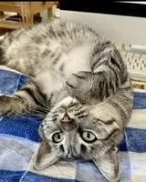 URGÊNCIA: Gato perdido(a) em Portimão