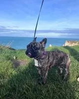 URGENCE : Chien perdu(e) à Paris